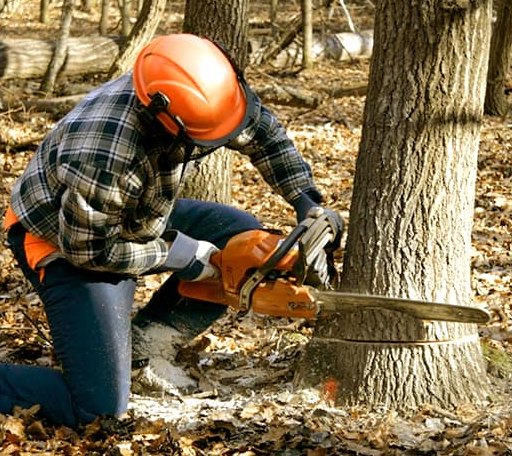 Tree Removal in Fisher, LA